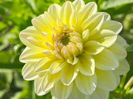 Dālija 'Innocent Silence'